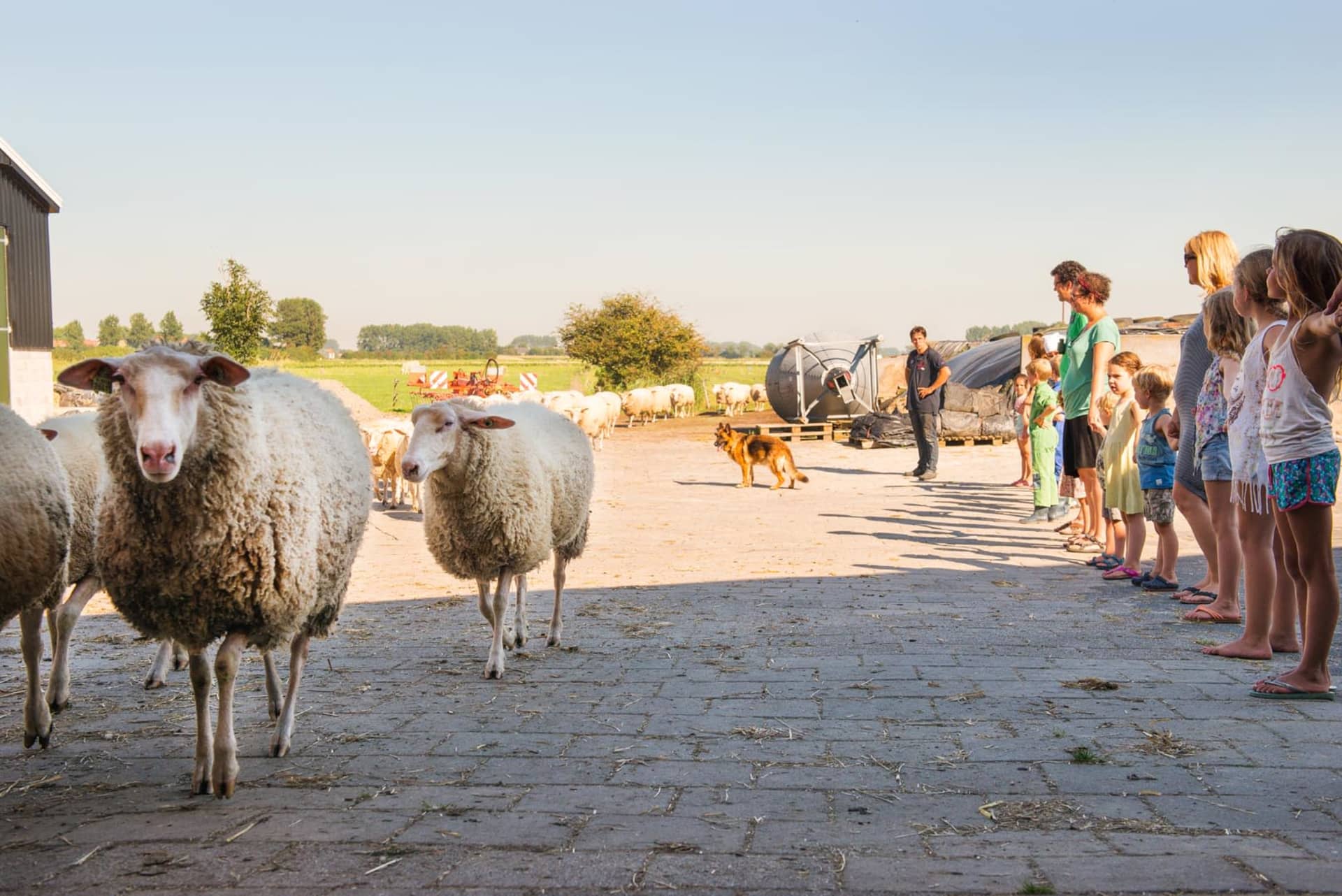 FarmCamps Mariekerke Zeeland schapen uit de we