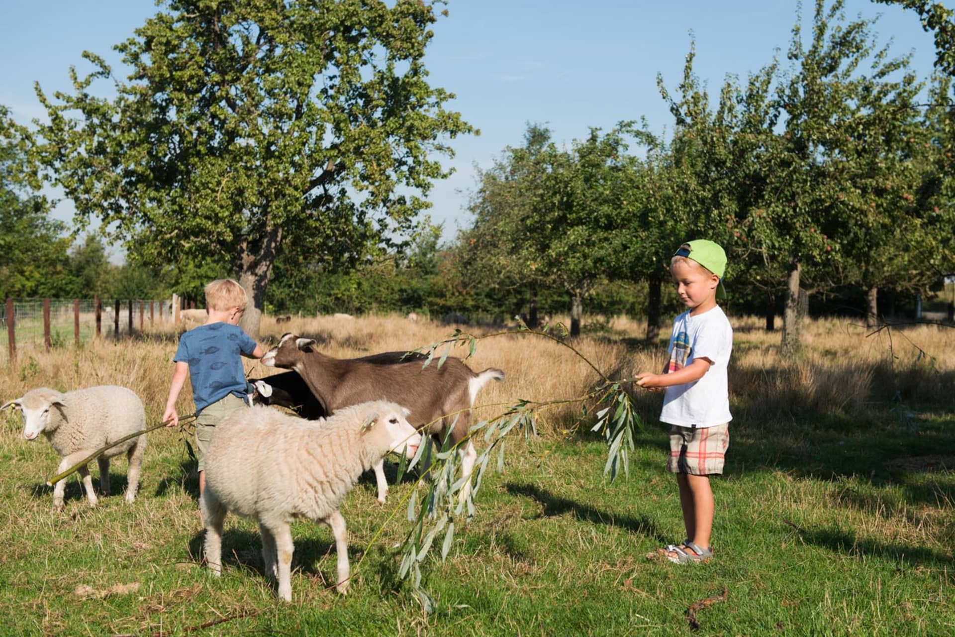 FarmCamps Oranjepolder Zeeland dieren voeren g