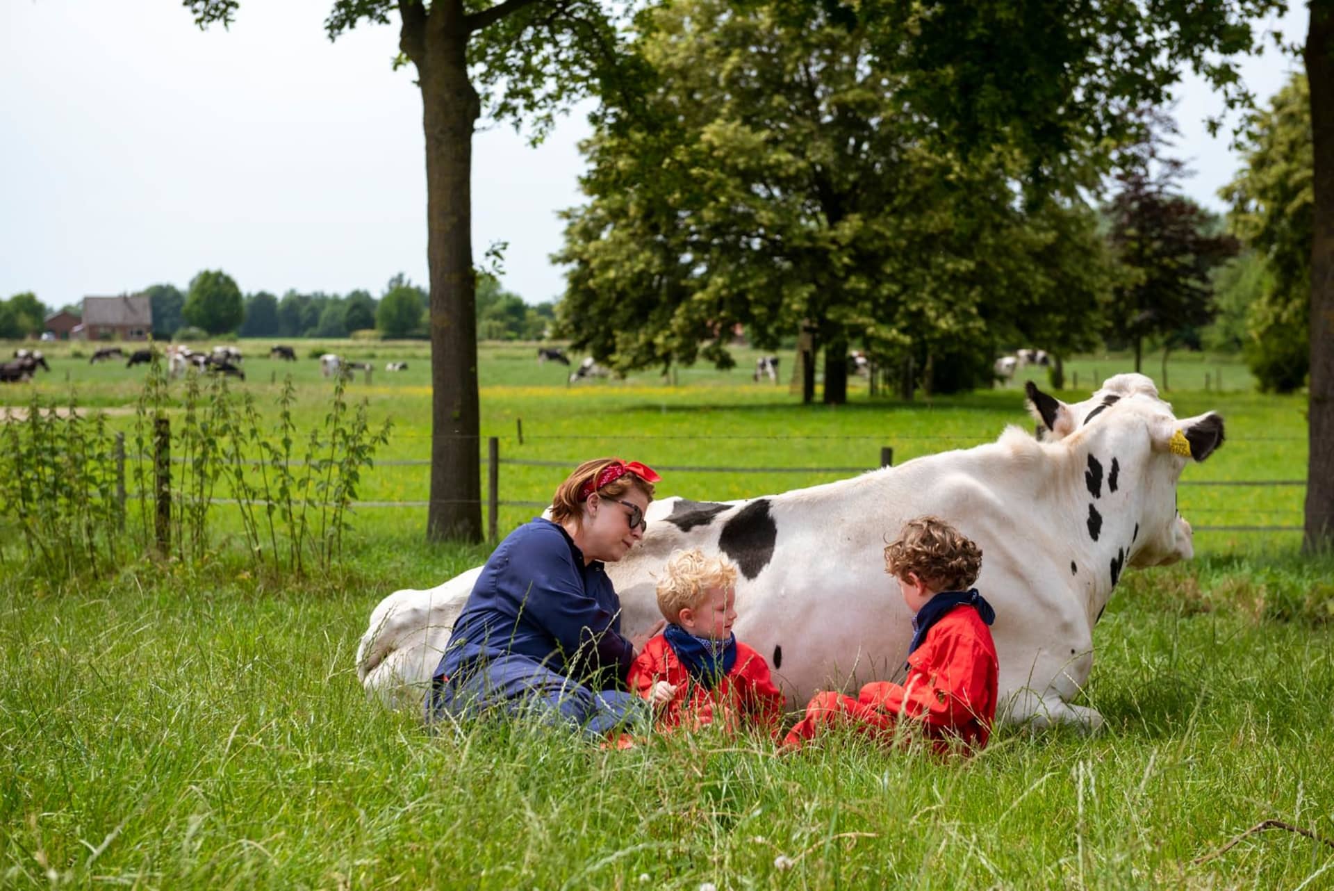 FarmCamps Den Branderhorst Gelderland koe knuf