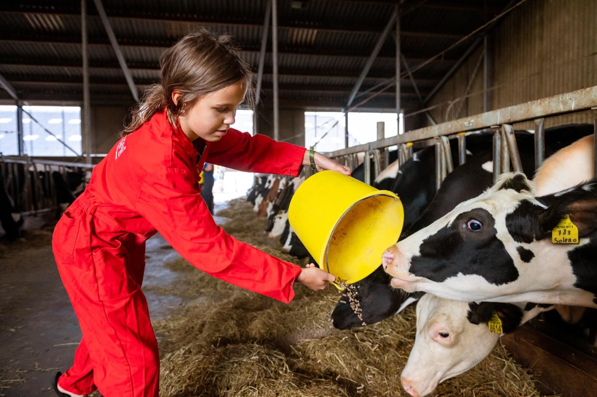 FarmCamps Op Flakkee Zuid-Holland meisje voert