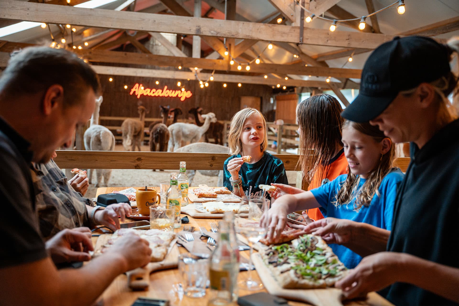 FarmCamps Alpaca Vorstenbosch Noord-Brabant Al