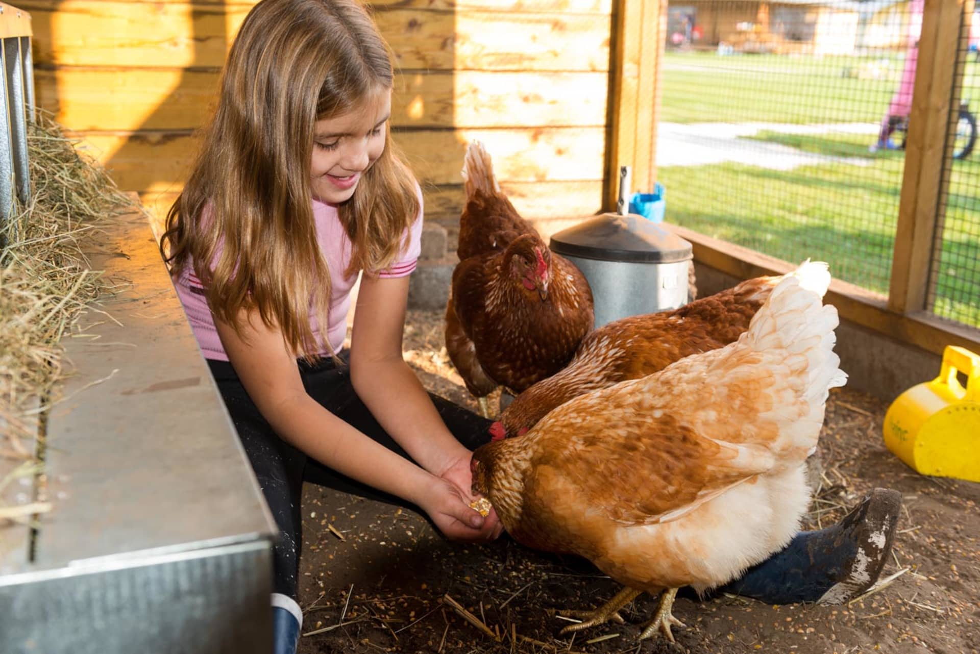 FarmCamps Alpaca Vorstenbosch Noord-Brabant ki