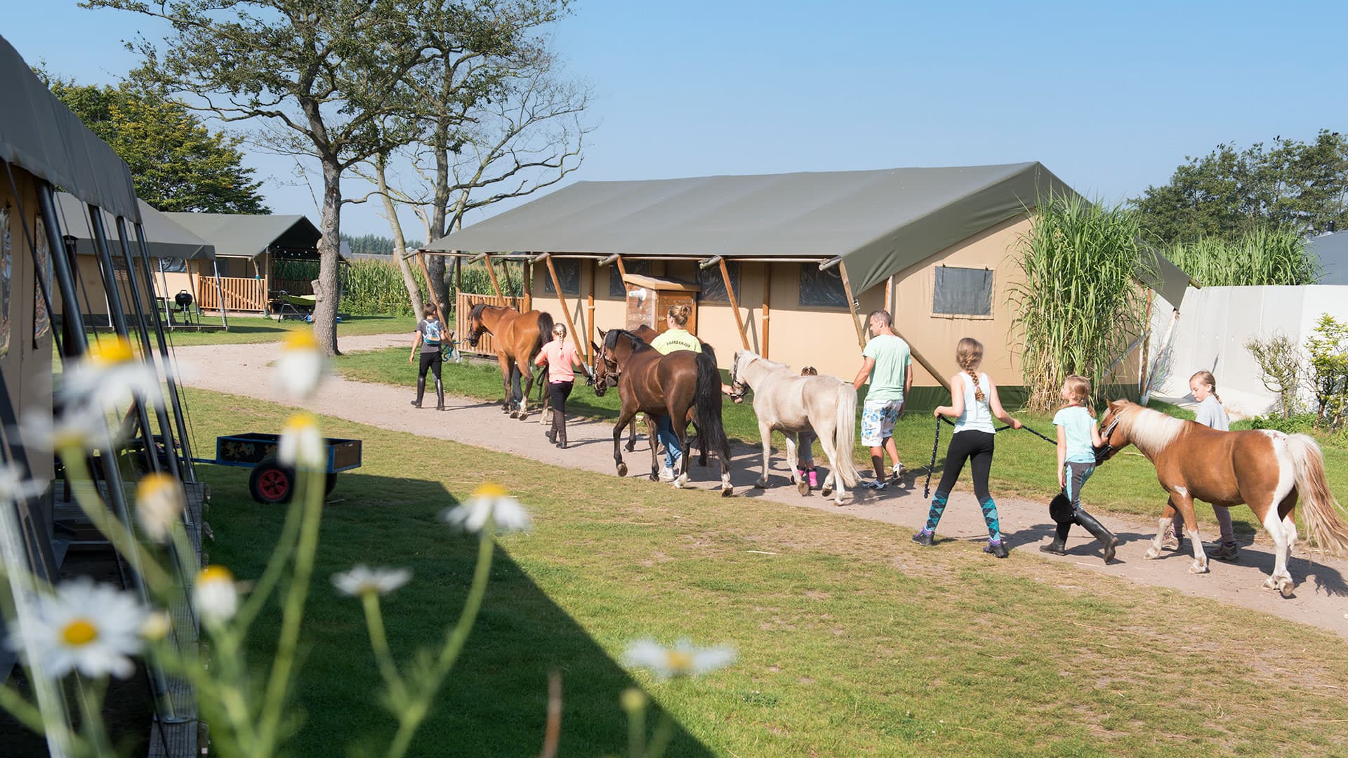 FarmCamps Breehees Noord-Brabant wandelpony ki
