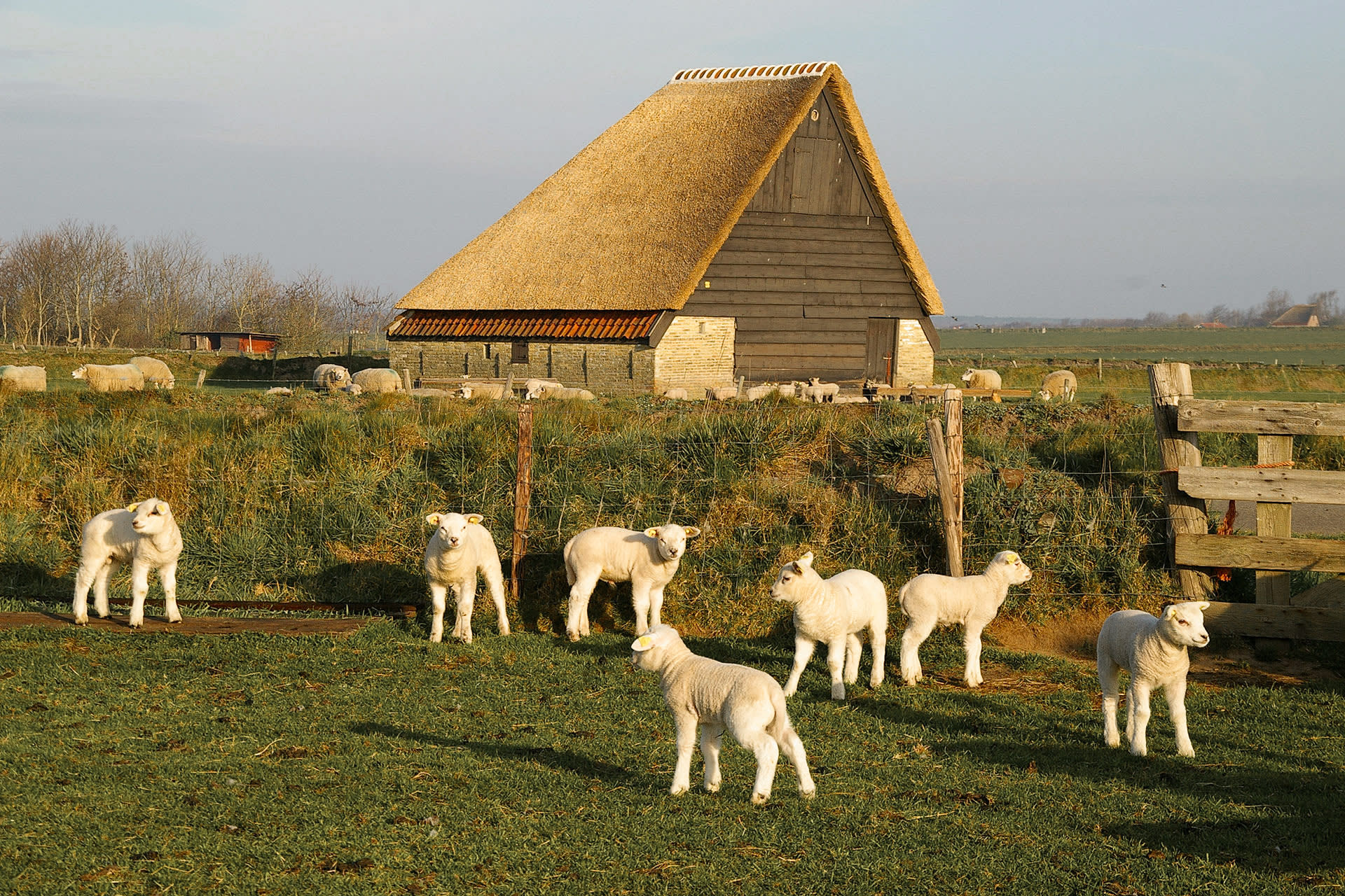 Sheep pens