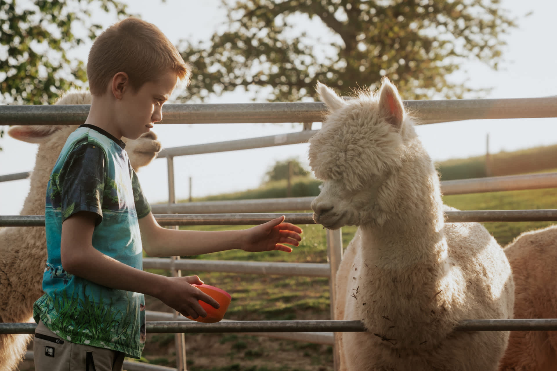 De-Verloren-Kost-Gulpen-alpaca-voeren-DSC01404