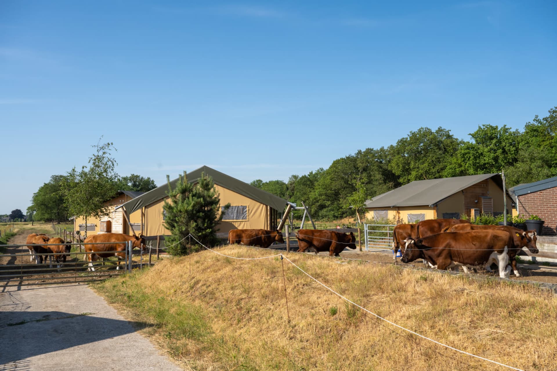 FarmCamps Hoeve Luyterheyde Noord-Brabant runderen lopen tussen tenten