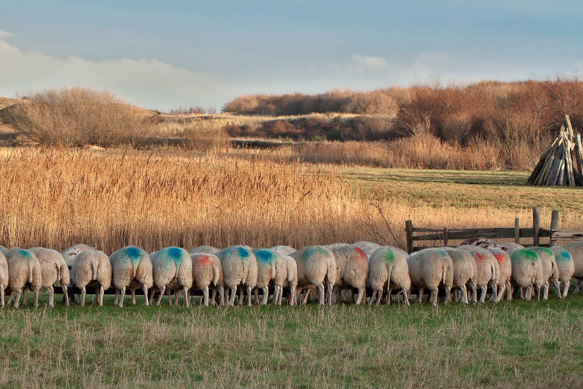 Day of the Sheep, Texel