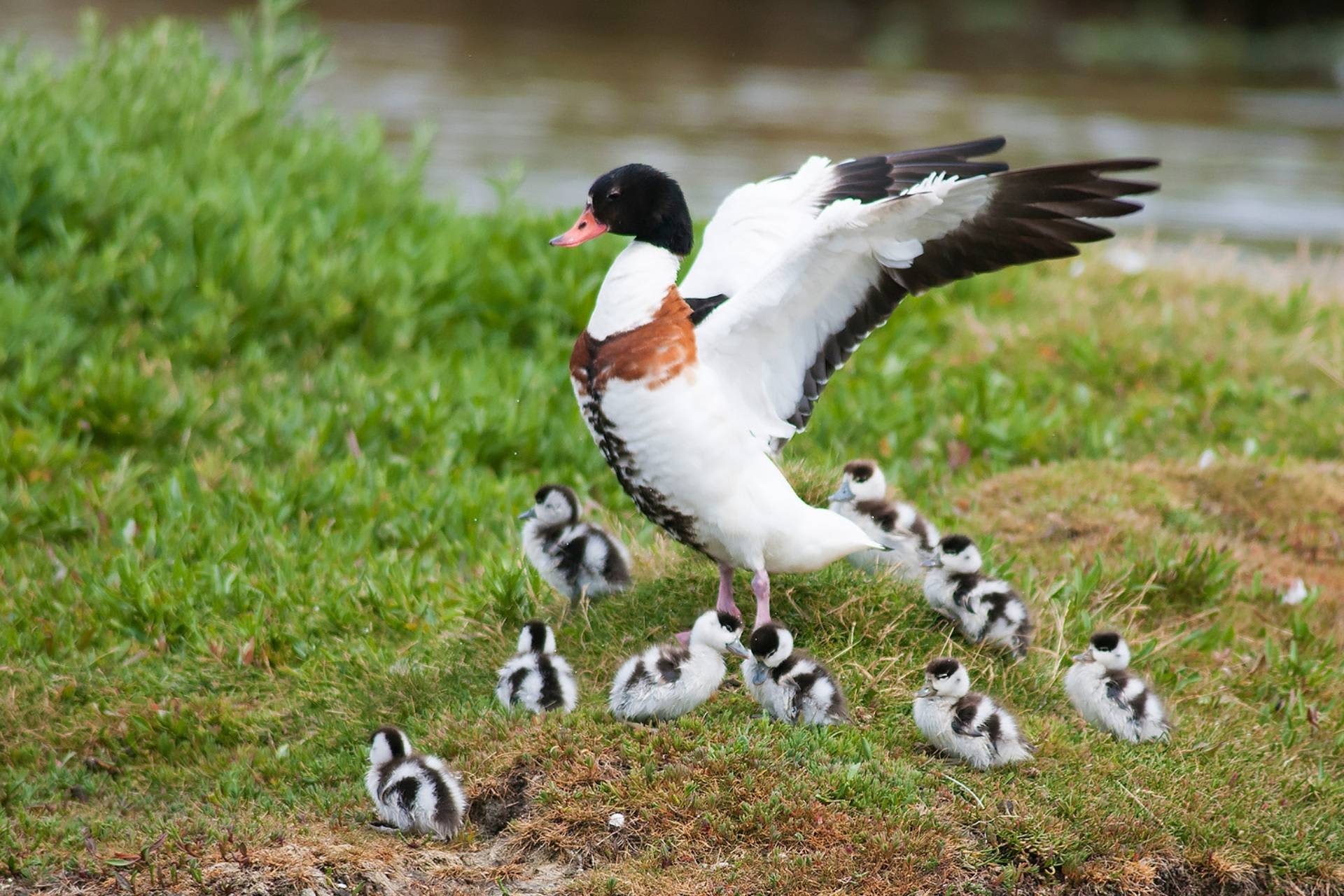 Brandgans mit Küken