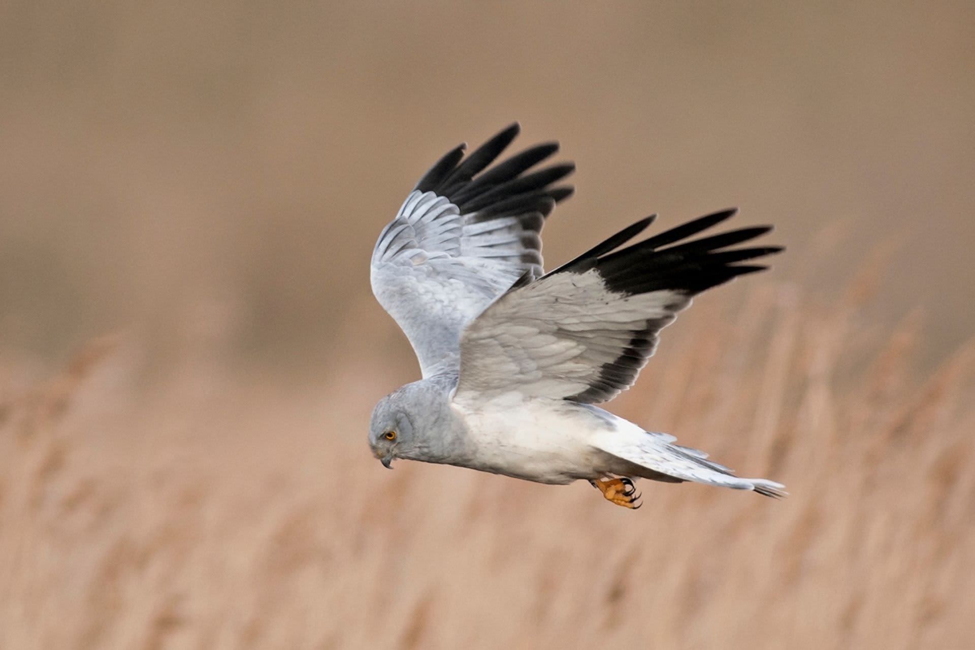 Hen harrier