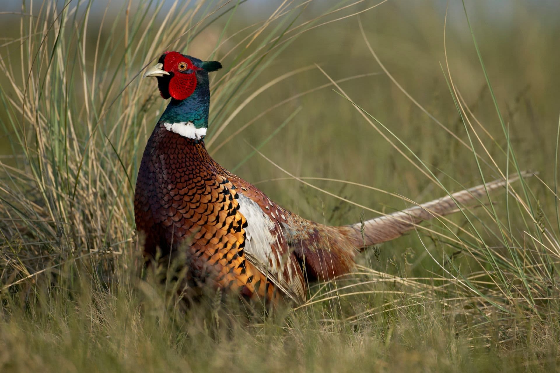 Pheasant