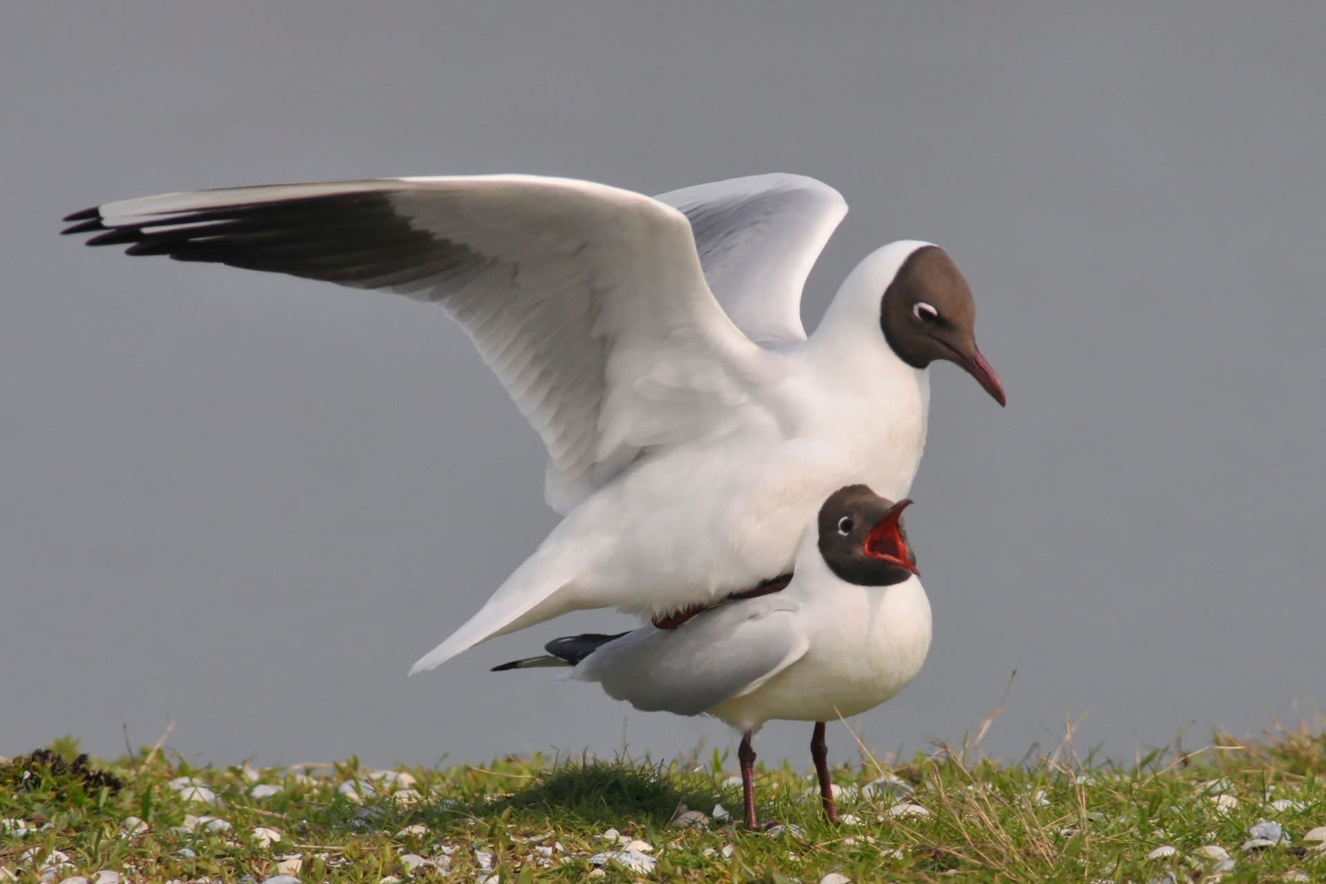 Black-headed gull