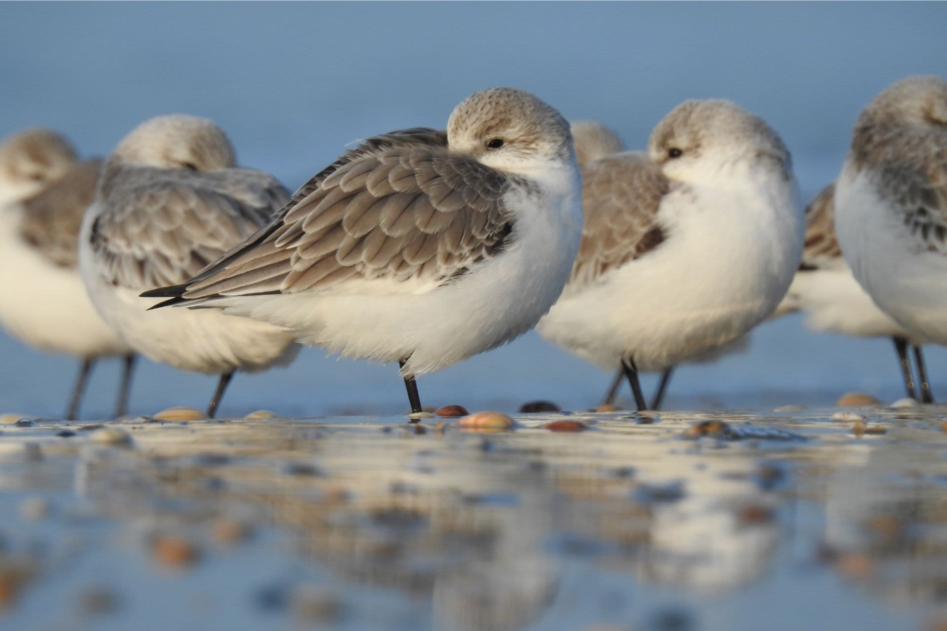 Birds on the mudflats