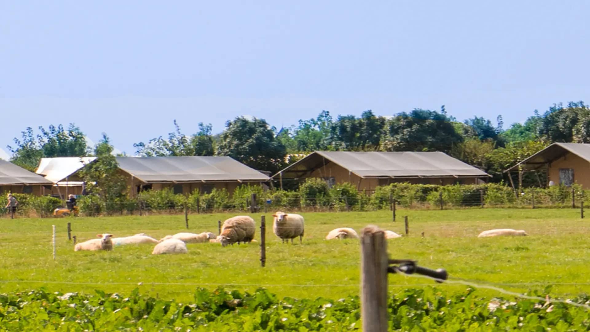 FarmCamps Mariekerke Zeeland weiland schapen tenten achtergrond
