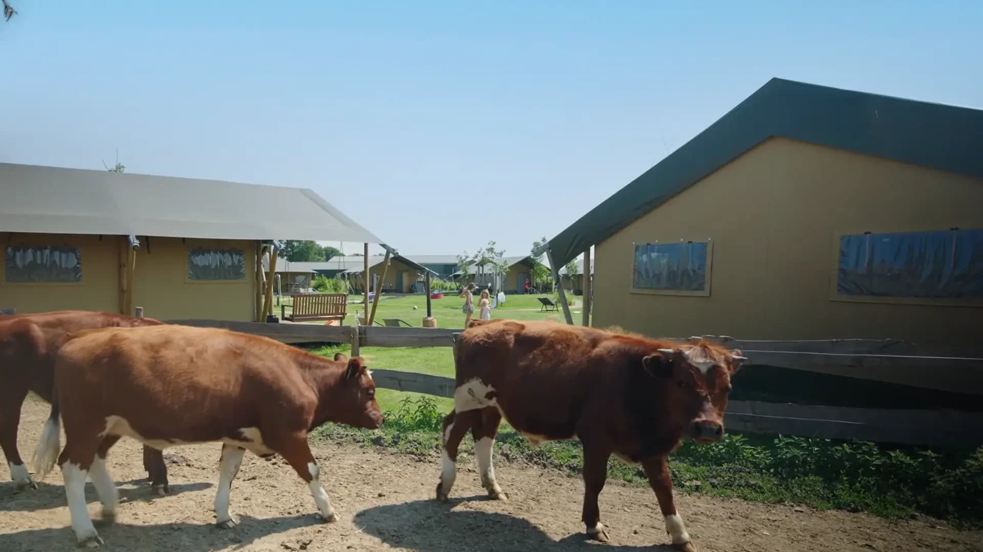 FarmCamps Hoeve Luyterheyde Noord Brabant koeien lopen tussen tenten