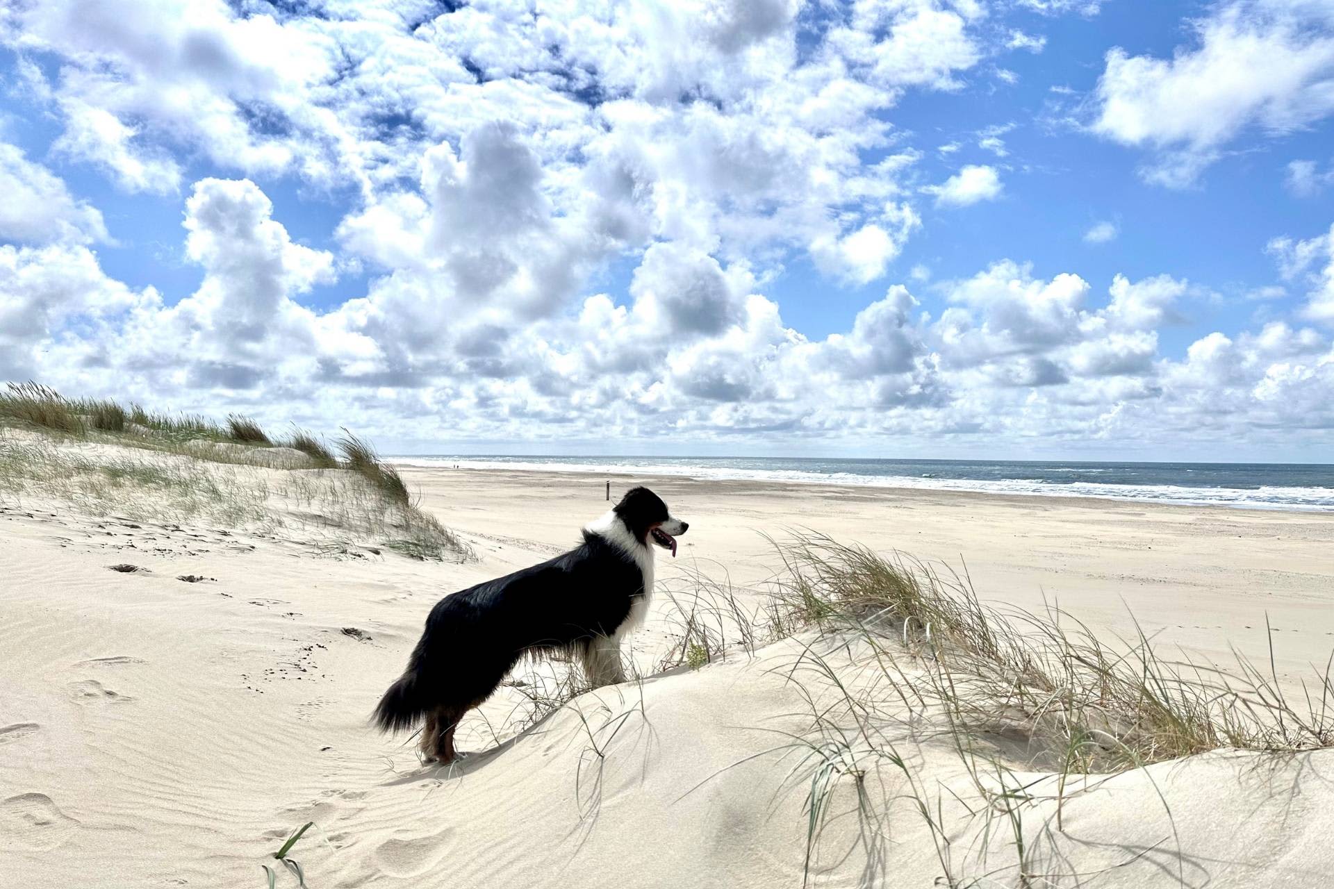 Hond op het strand