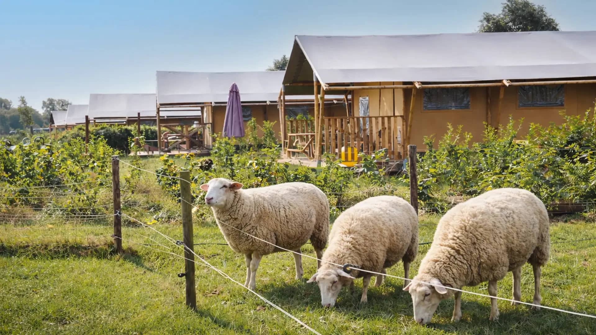 FarmCamps Mariekerke Zeeland weiland schapen tenten achtergrond