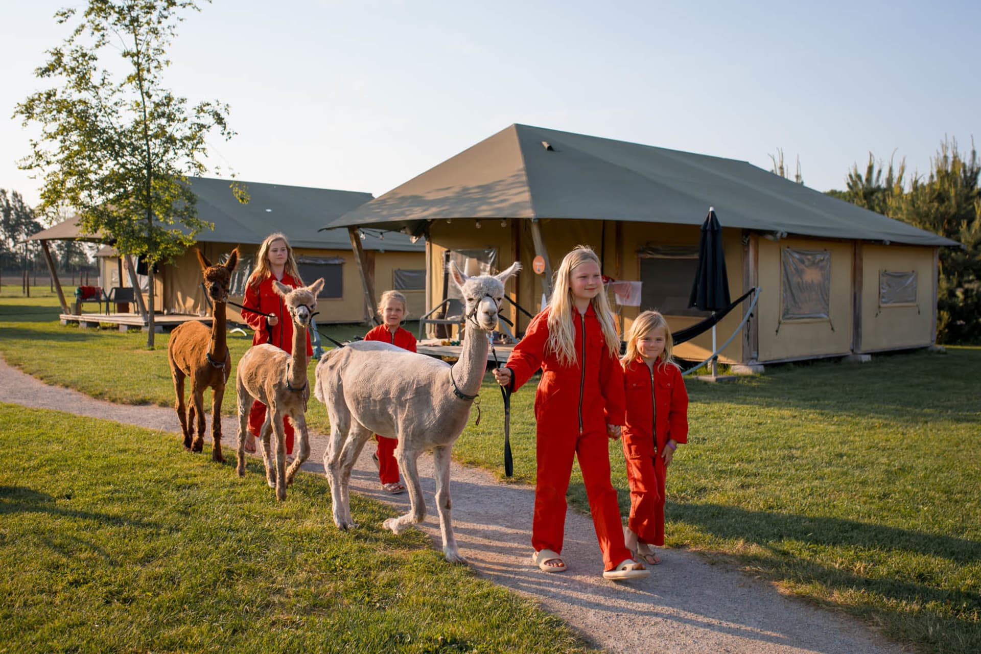 FarmCamps Alpaca Vorstenbosch meisjes lopen met alpacas over tentenveld