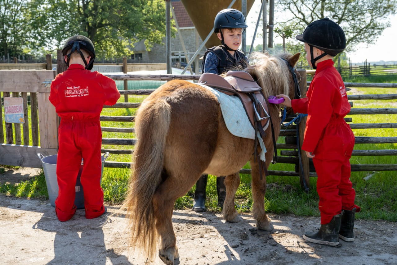 Shetlander pony knuffelen bij FarmCamps