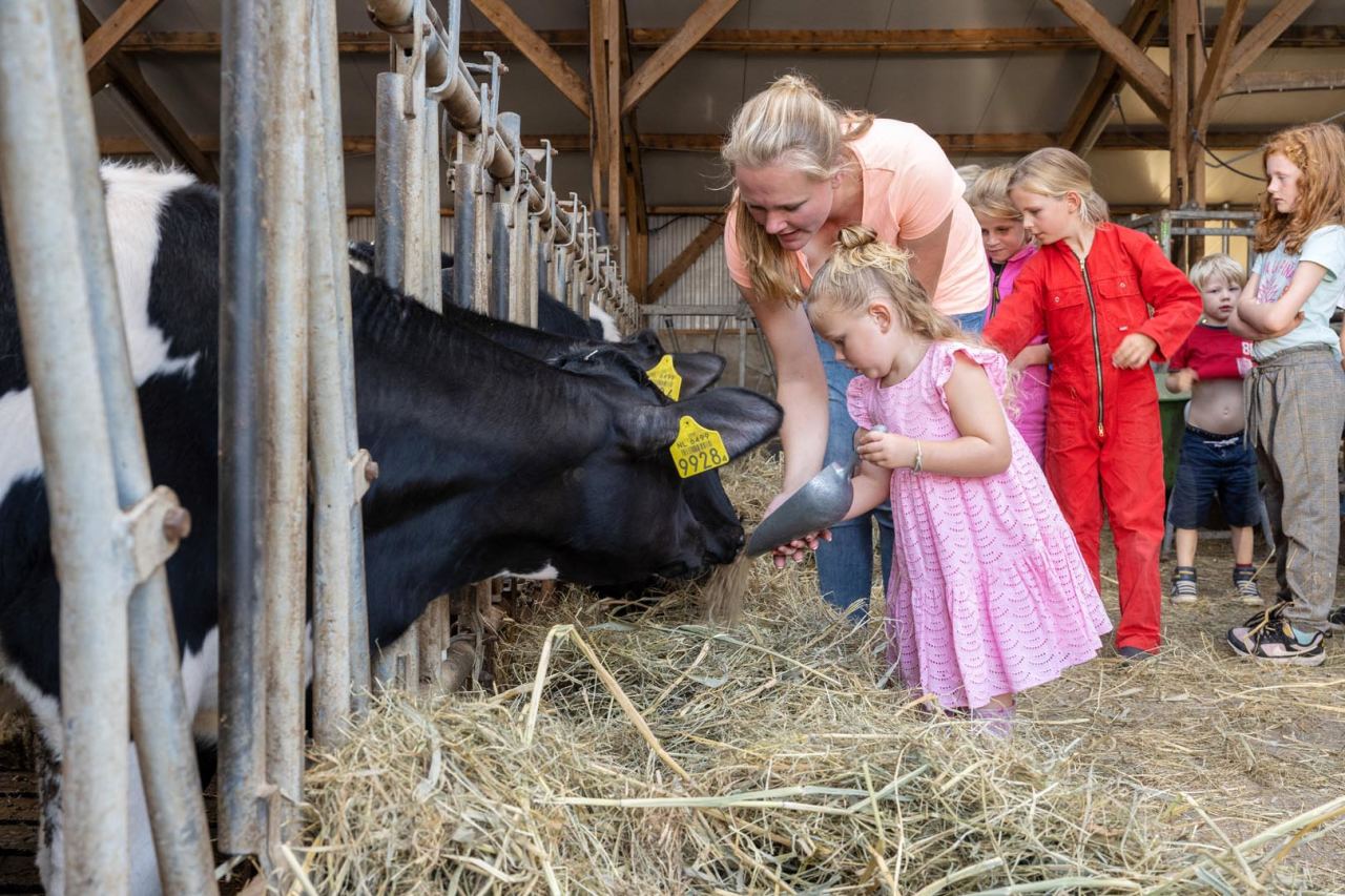 Kinderen en boeren voeren de koeien