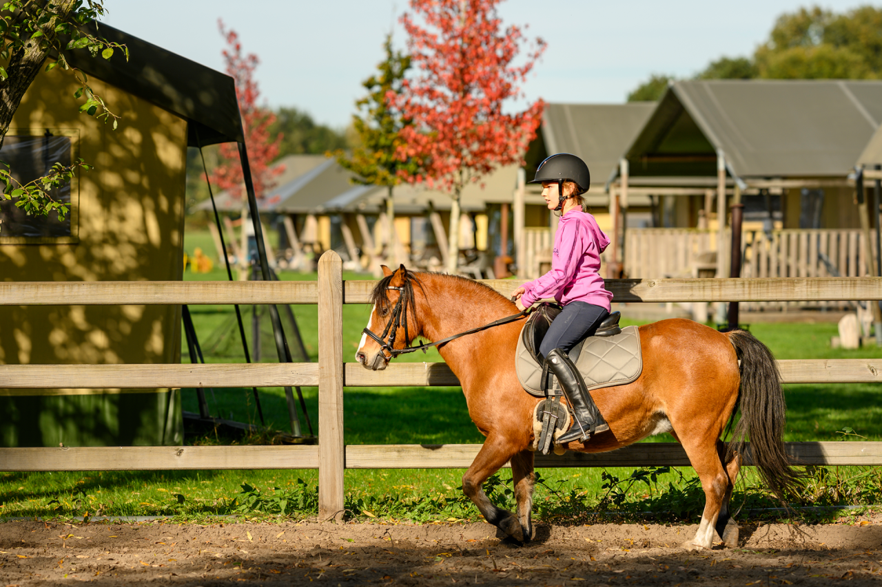 Grooming pony