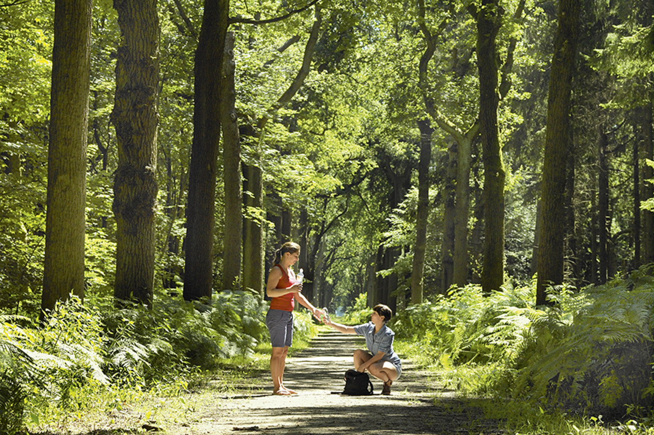 FarmCamps_de_Geele_Bosch_oranjewoud_bos_in_de_