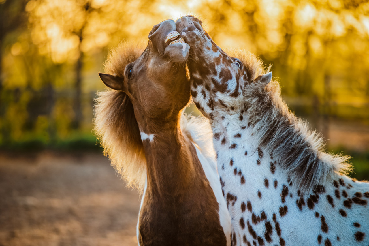 All Horse and Pony Options at FarmCamps