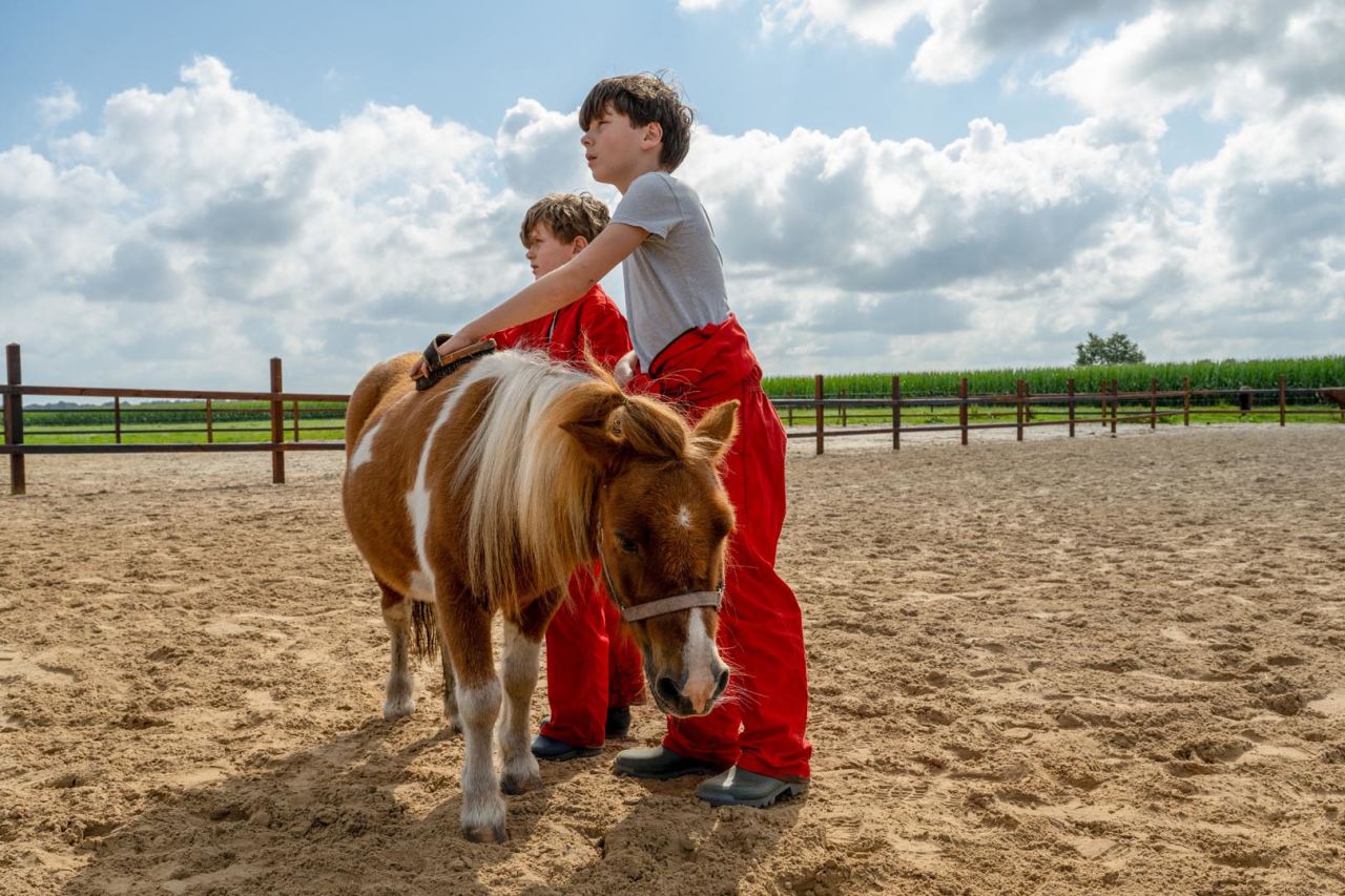 Horse and pony options for the little ones