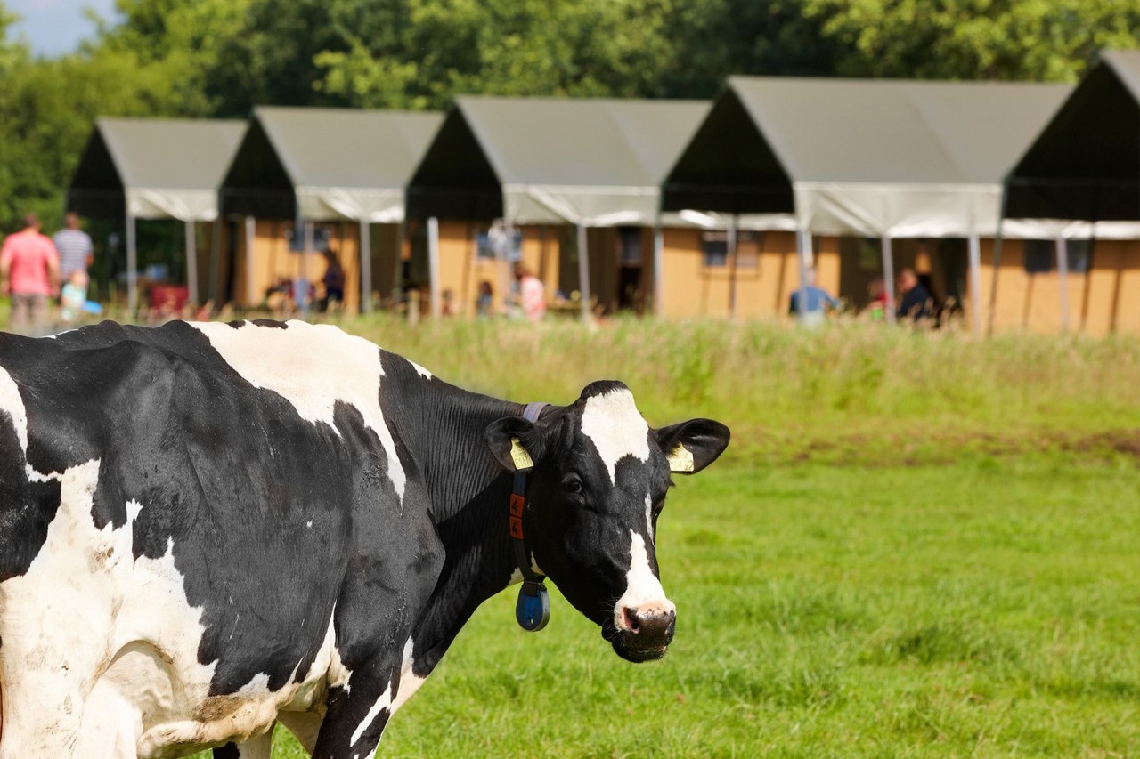 Kinderen op een mini camping met koe in de wei op de achtergrond