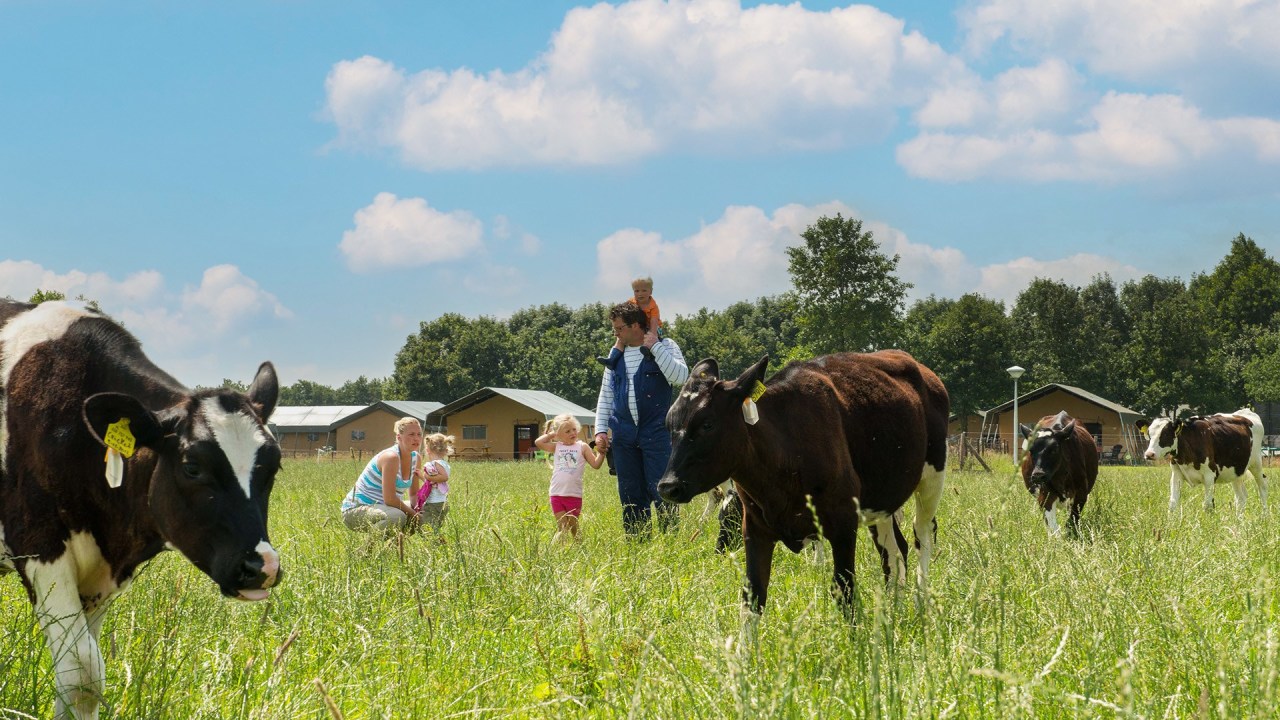 Gezin loopt tussen koeien op de boerderij tijdens een boerderijvakantie in Drenthe