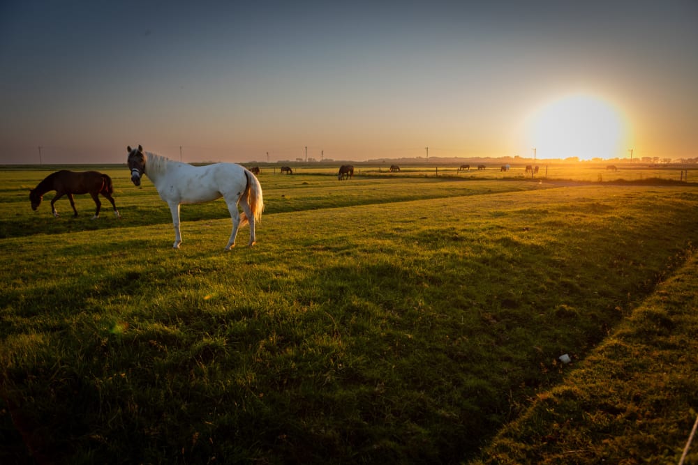 FarmCamps_Fleur_Stables_Noord-Holland_paarden_
