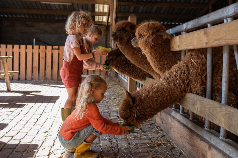 Kinderen voeren een alpaca bij FarmCamps De Smulhoeve in de buurt van de Efteling