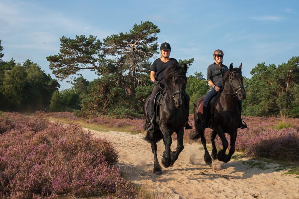 Paardrijles voor beginners bij FarmCamps