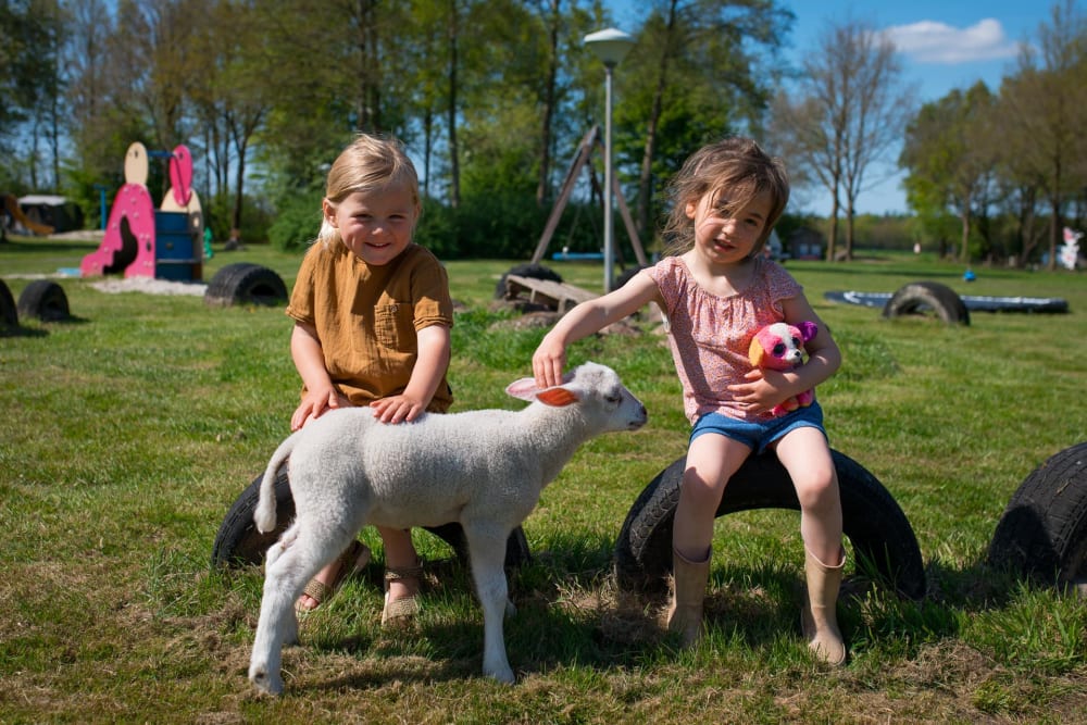 Kinder streicheln ein Lamm auf dem Bauernhof in den Maiferien