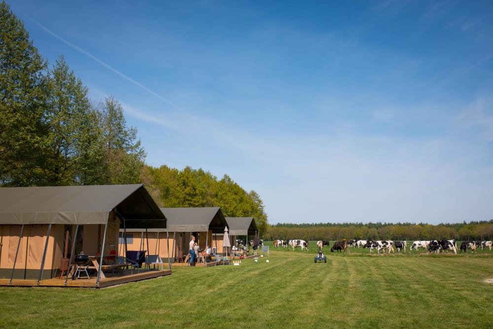 FarmCamps_t_Looveld_ranchtenten_met_uitzicht_e