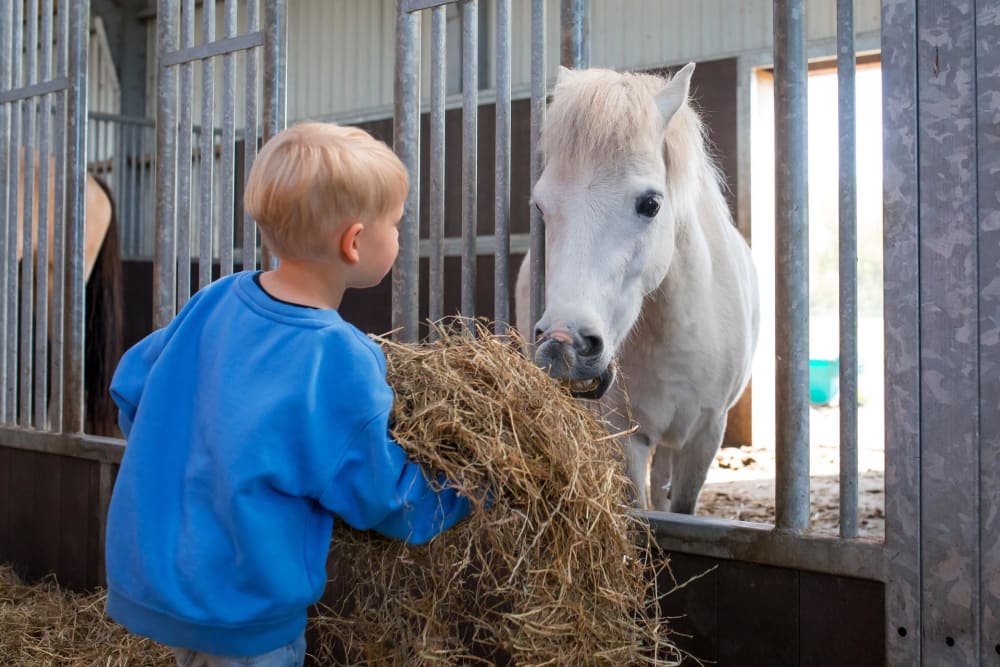 kind voert paard