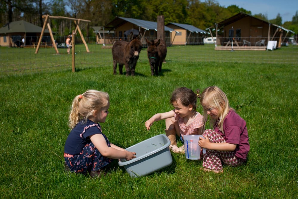 Kinder füttern Bauernhoftiere während eines günstigen Wochenendes mit der Familie