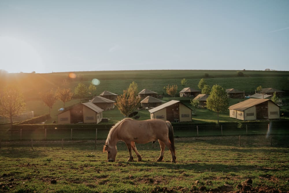 Zuid-Limburgse heuvels bij FarmCamps De Verloren Kost met paard en glampingtenten op de achtergrond