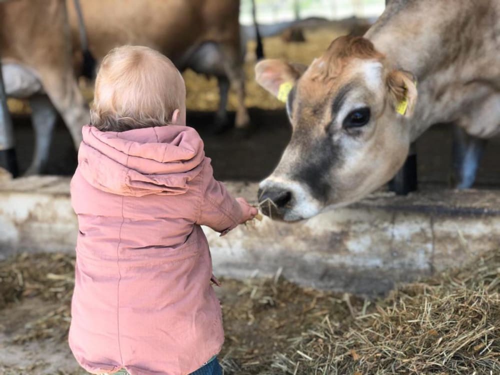 Baby kijkt naar een koe op de boerderij bij FarmCamps