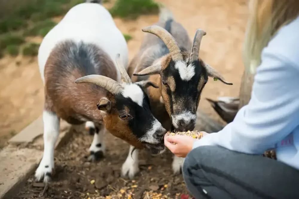 Girls feeding goats at FarmCamps – a stress-free farm stay full of animals and outdoor fun.
