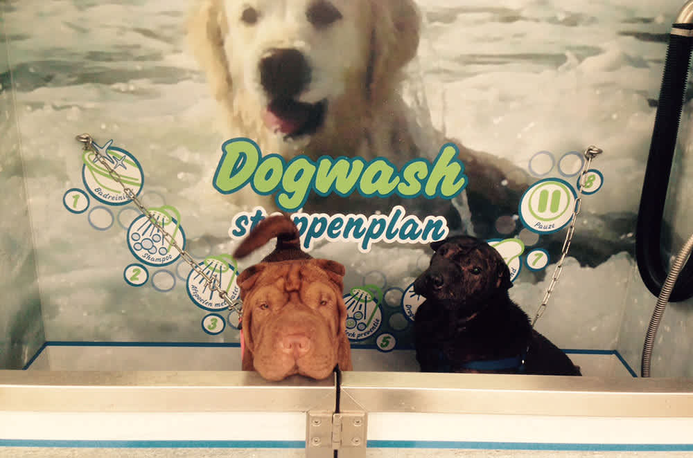 honden-dogwash-vakantiepark-de-krim-texel