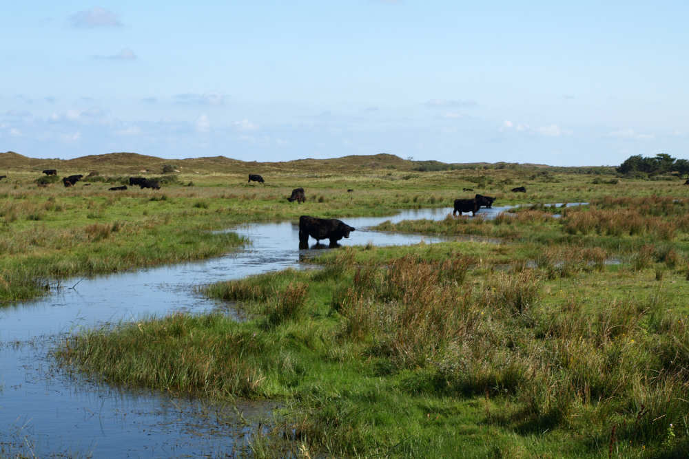 Koe-Natuur-De-Krim-Texel