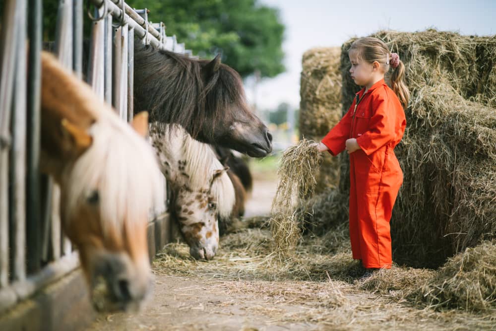 FarmCamps_Smulhoeve_Noord-Brabant_pony_voeren_