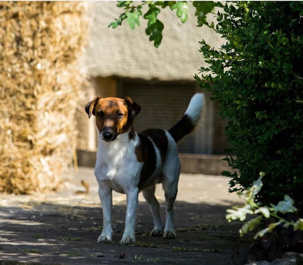 de hond op vakantie