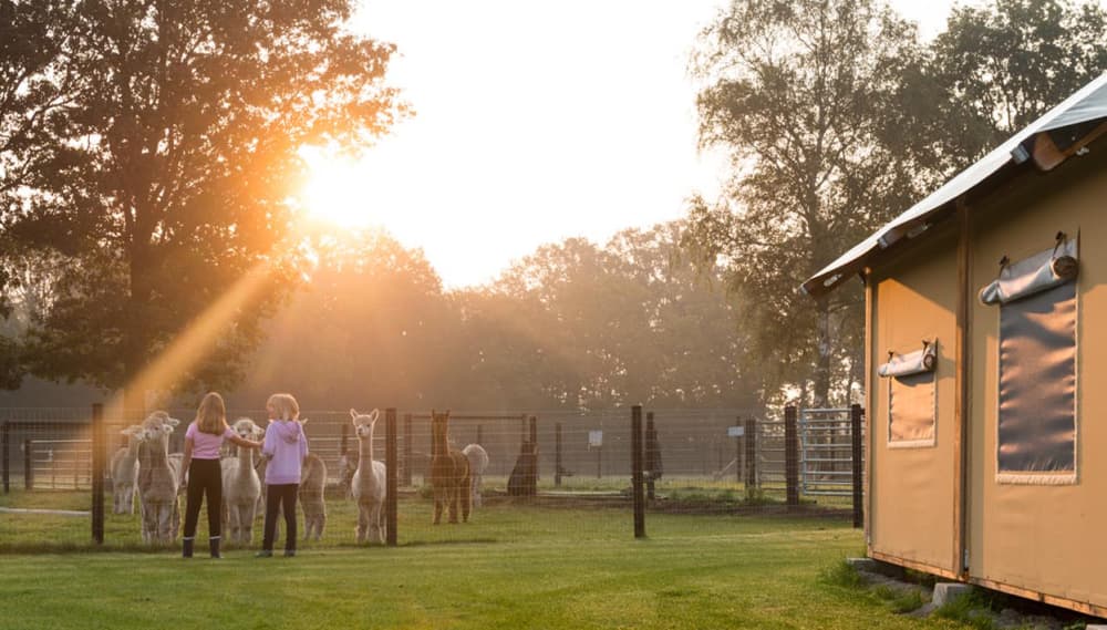 hoofdbeeld_alpaca_vorstenbosch