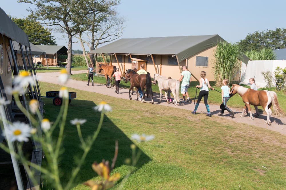 FarmCamps_Breehees_Noord-Brabant_wandelpony_ki