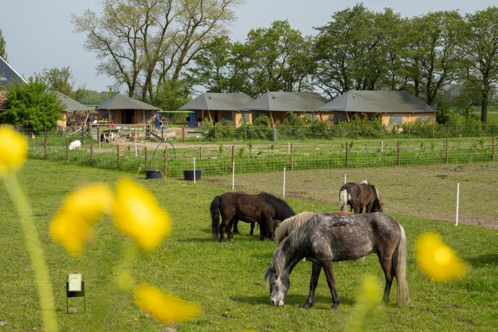 FarmCamps_De_Bonte_Fries_Friesland_wei_met_pon