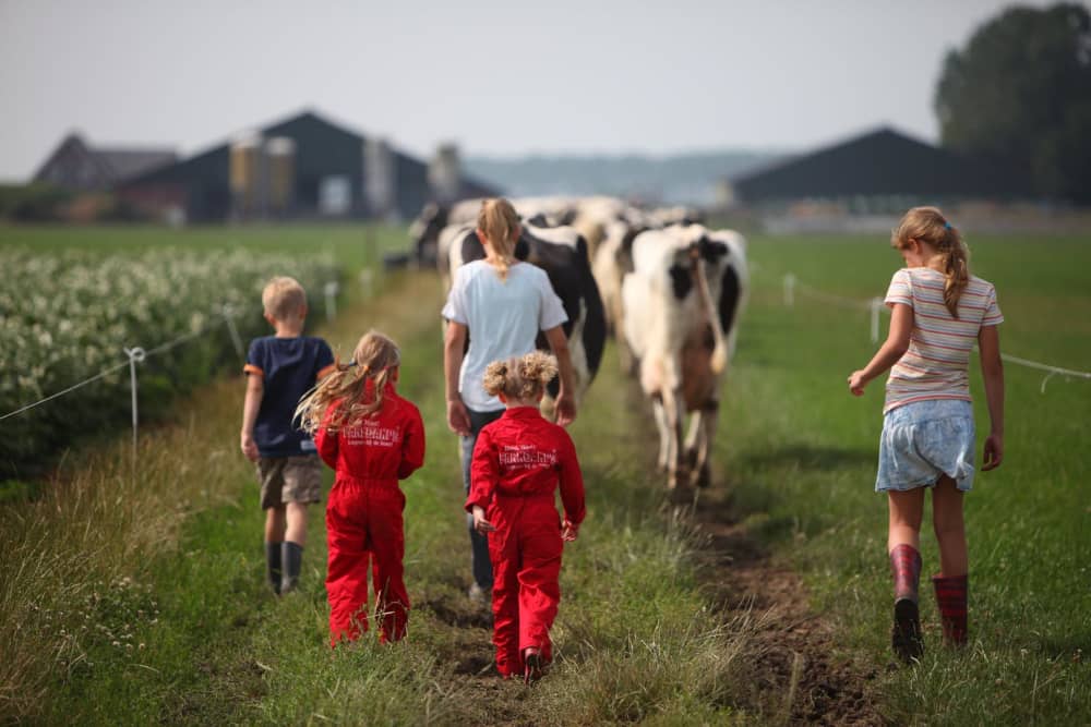 FarmCamps_Op_Flakkee_Zuid-Holland_koeien_uit_d