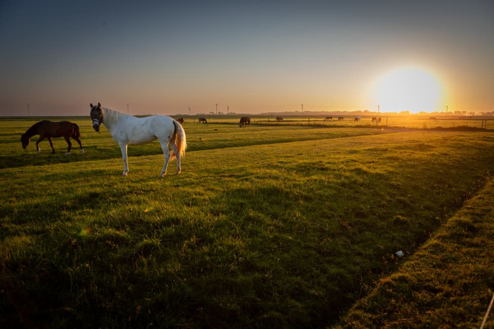 Mooie lentezon op de boerderij