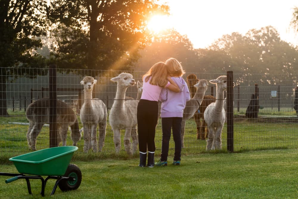 FarmCamps_Alpaca_Vorstenbosch_Noord-Brabant_me