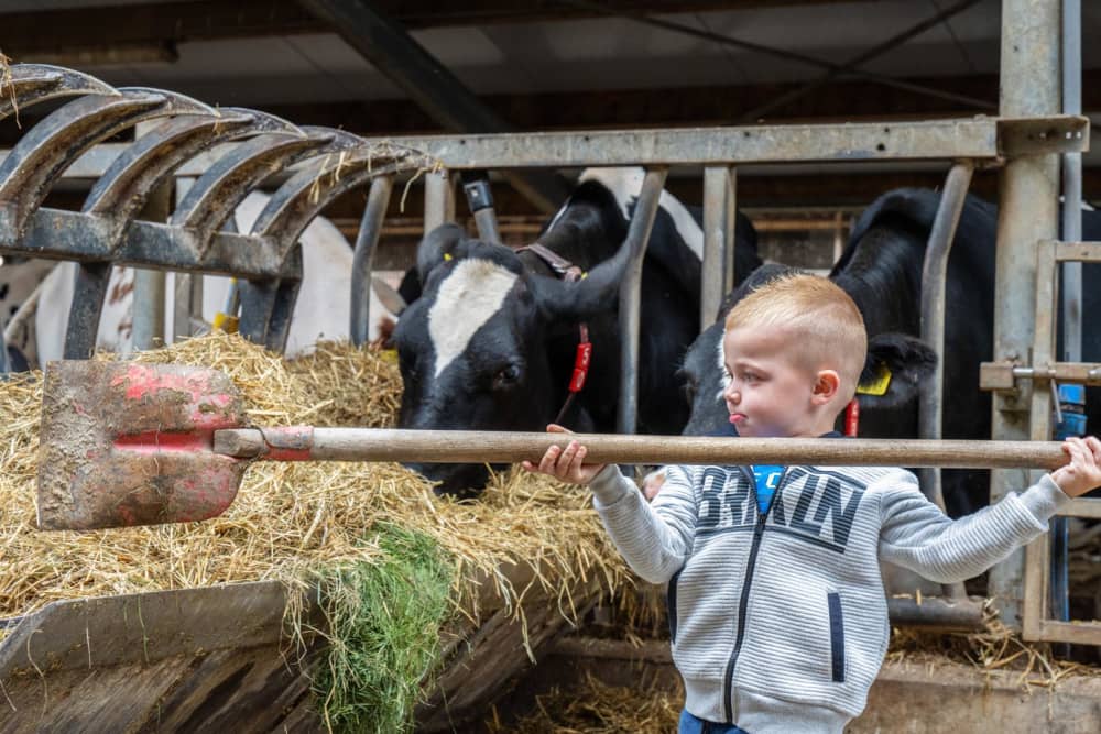 Child helping out on the farm during the May break